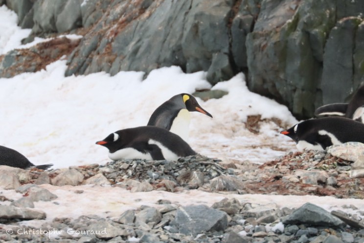 Пінгвін королівський - ML646184257