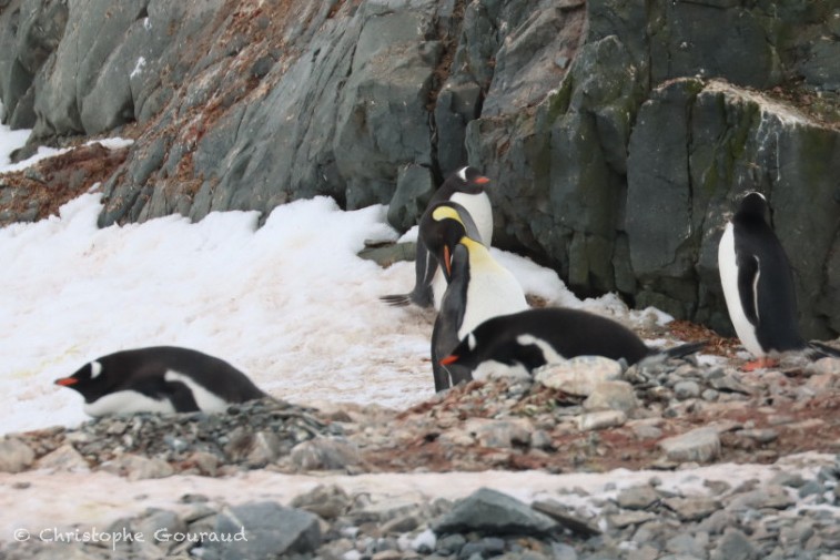 Пінгвін королівський - ML646184258