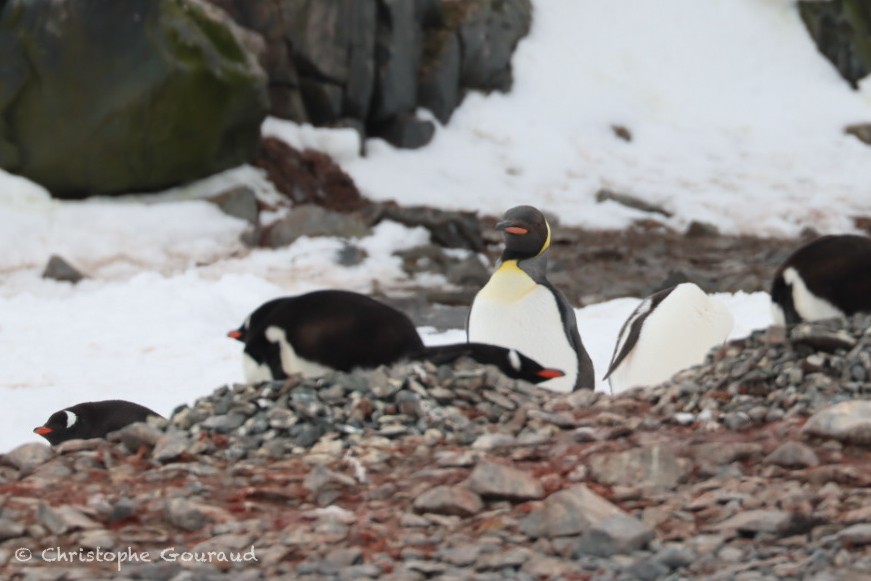 Пінгвін королівський - ML646184259