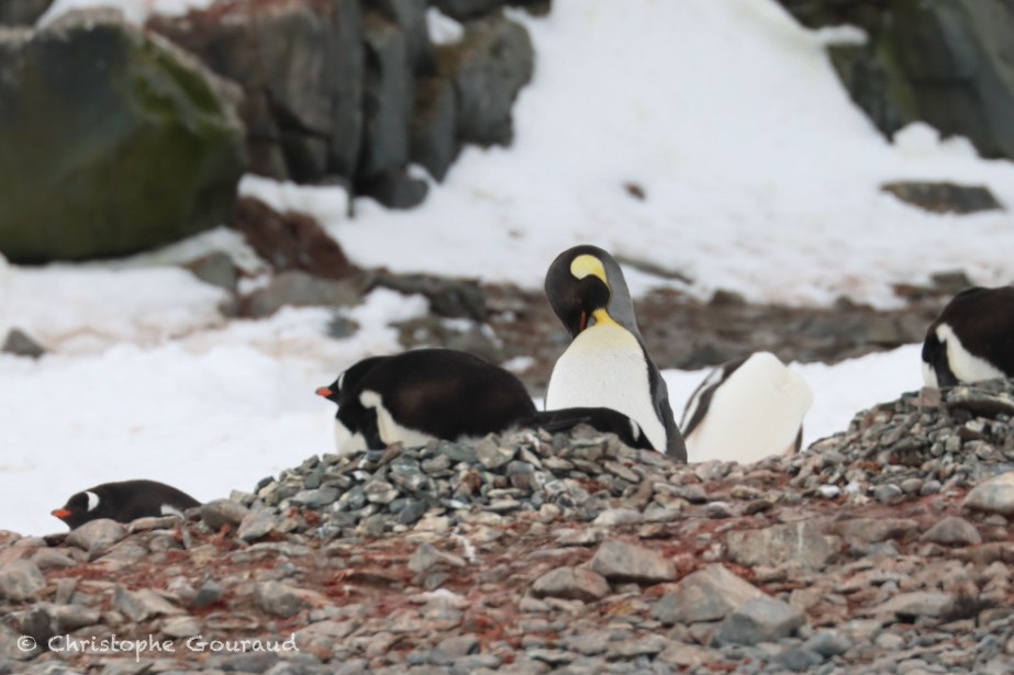 Пінгвін королівський - ML646184260