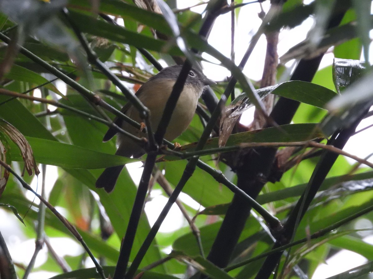 Альципа сірощока - ML646184264