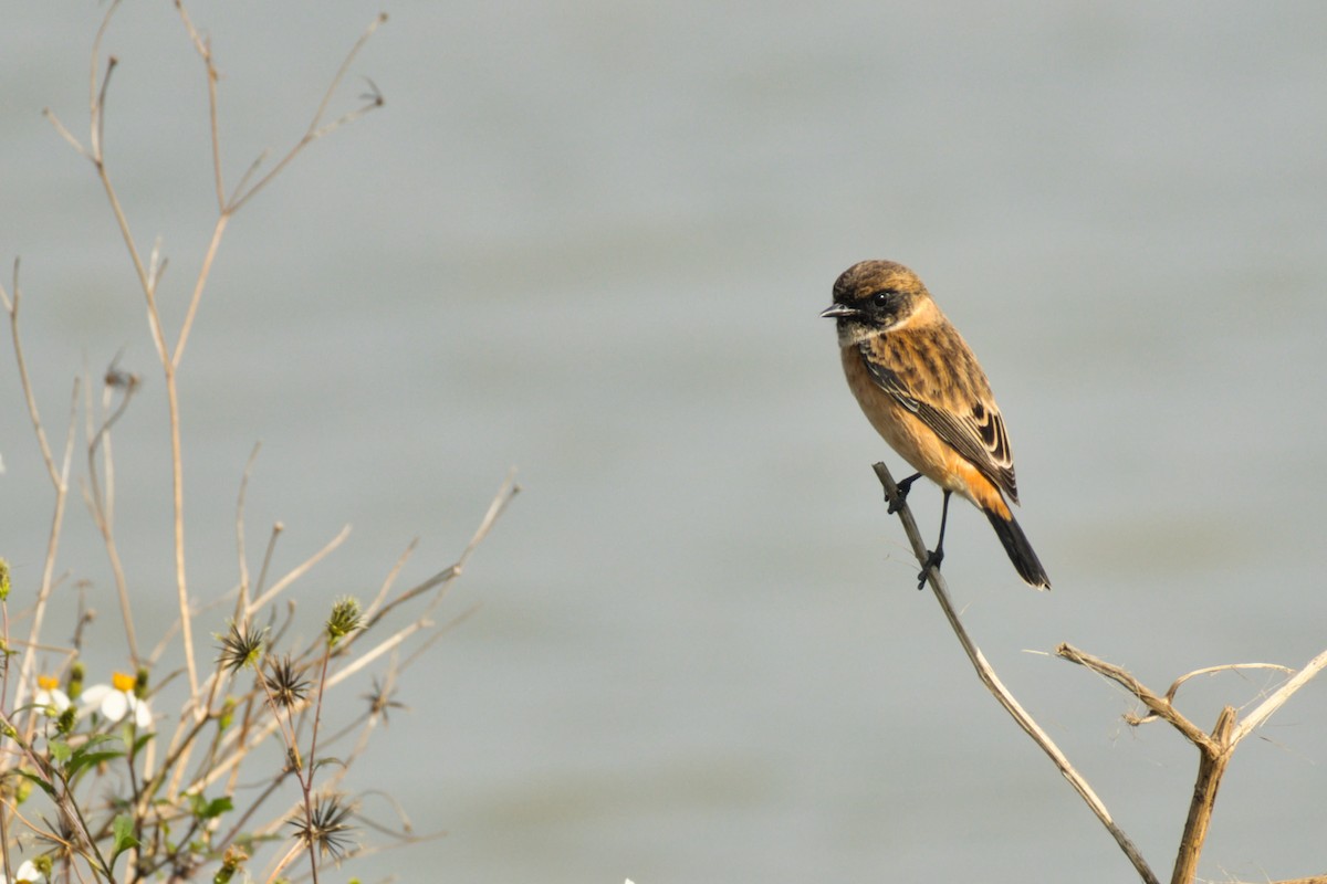 Amur Stonechat - ML646184269