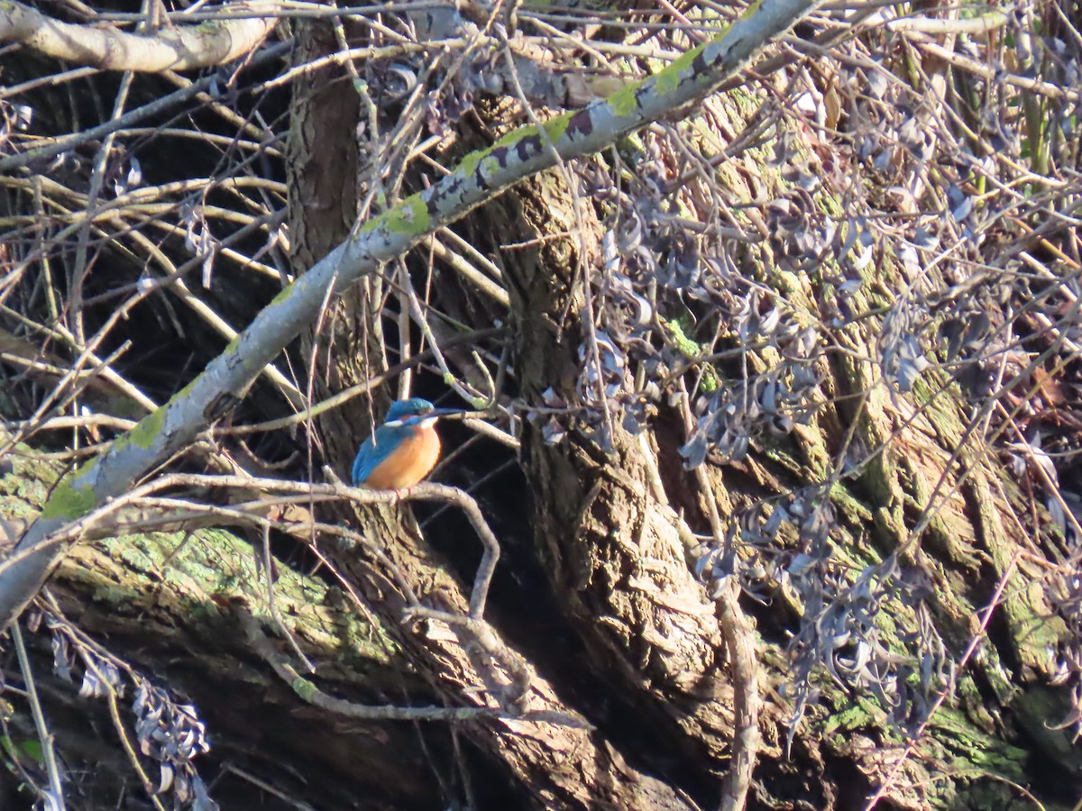Common Kingfisher - ML646184272