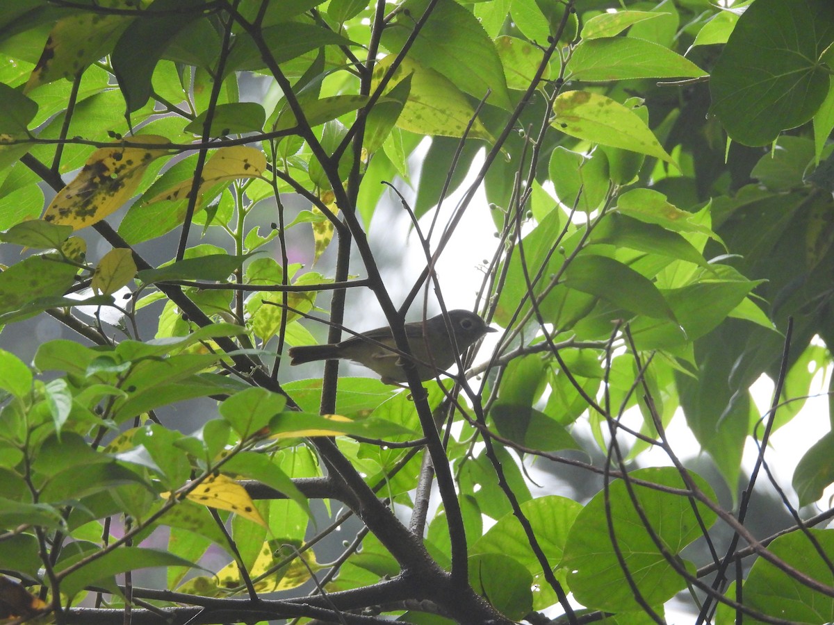 Morrison's Fulvetta - ML646184274