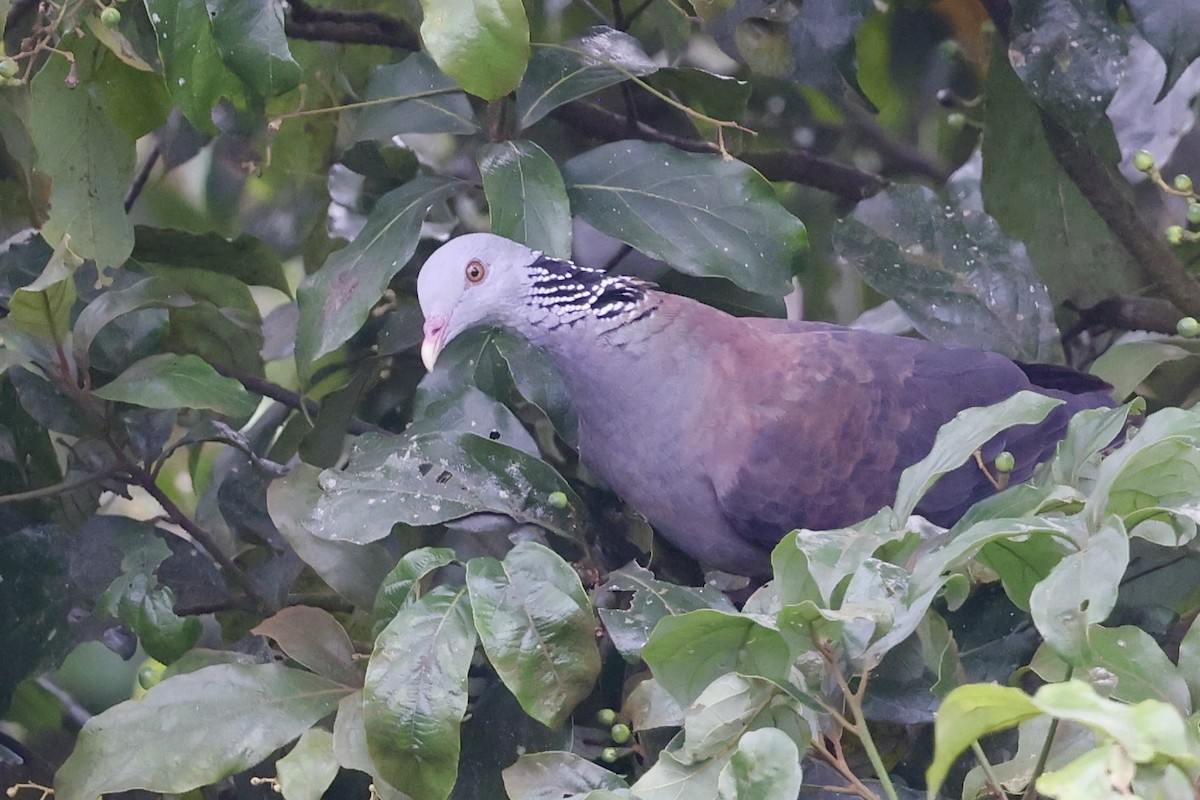 holub nilgirský - ML646184275