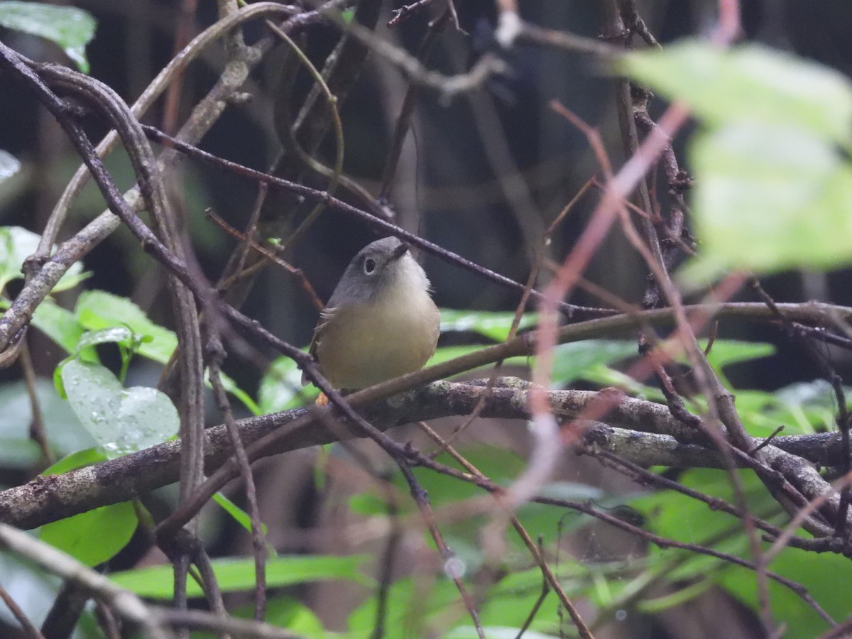 Morrison's Fulvetta - ML646184276