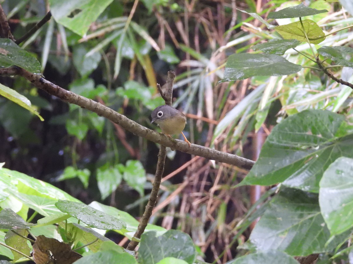 Morrison's Fulvetta - ML646184277