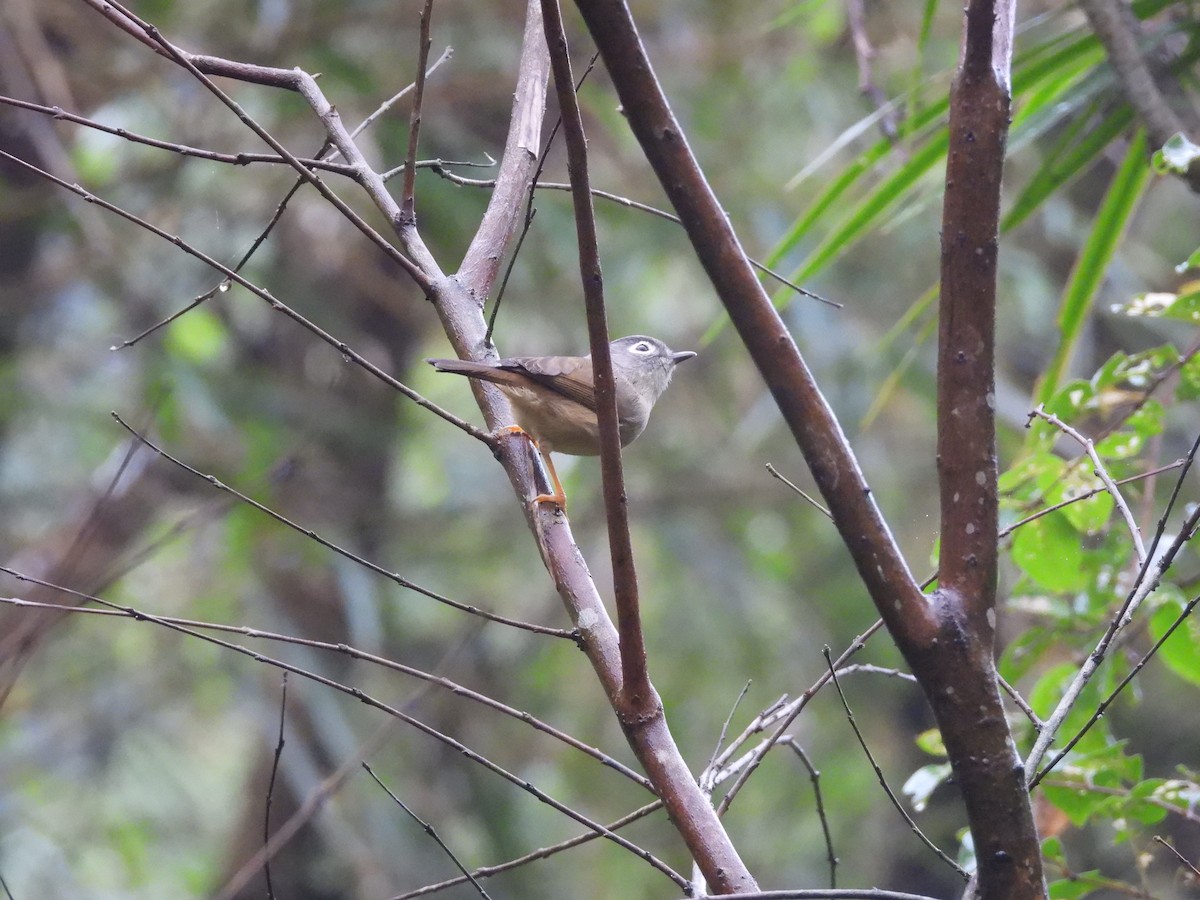 Morrison's Fulvetta - ML646184278