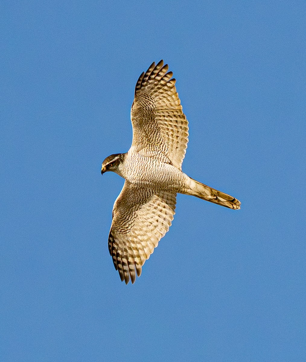 オオタカ - ML646184283