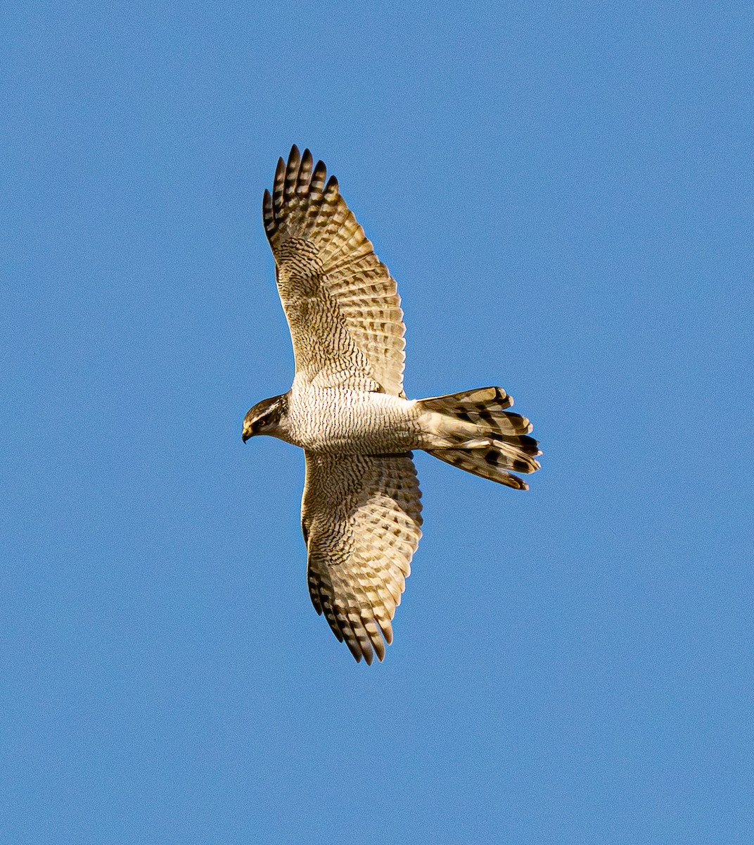 オオタカ - ML646184284