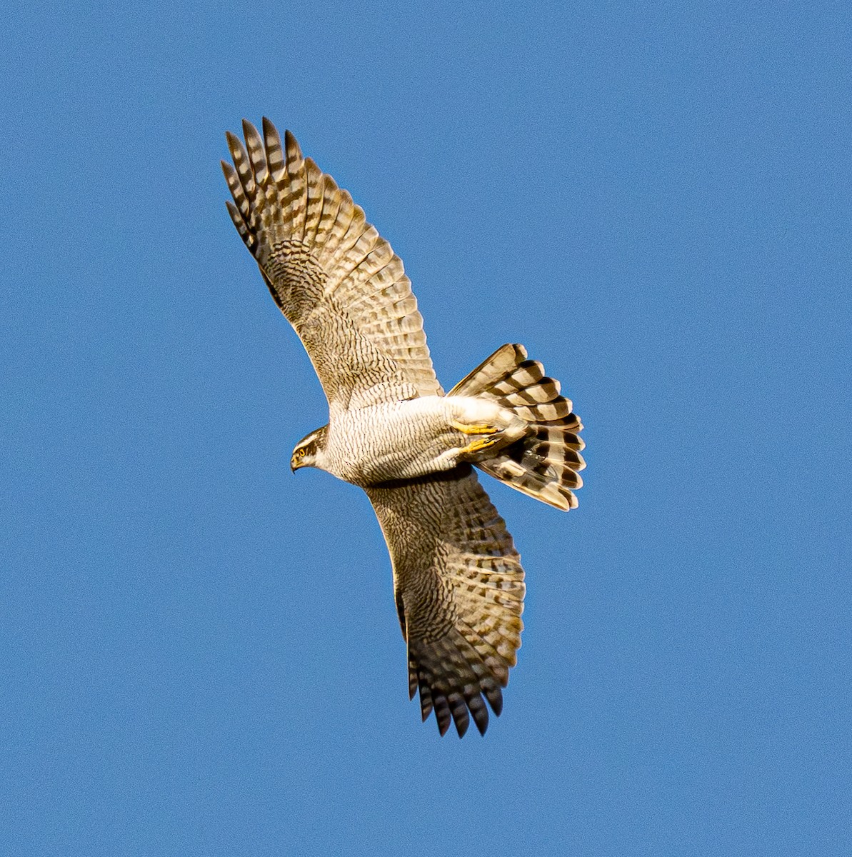 オオタカ - ML646184285