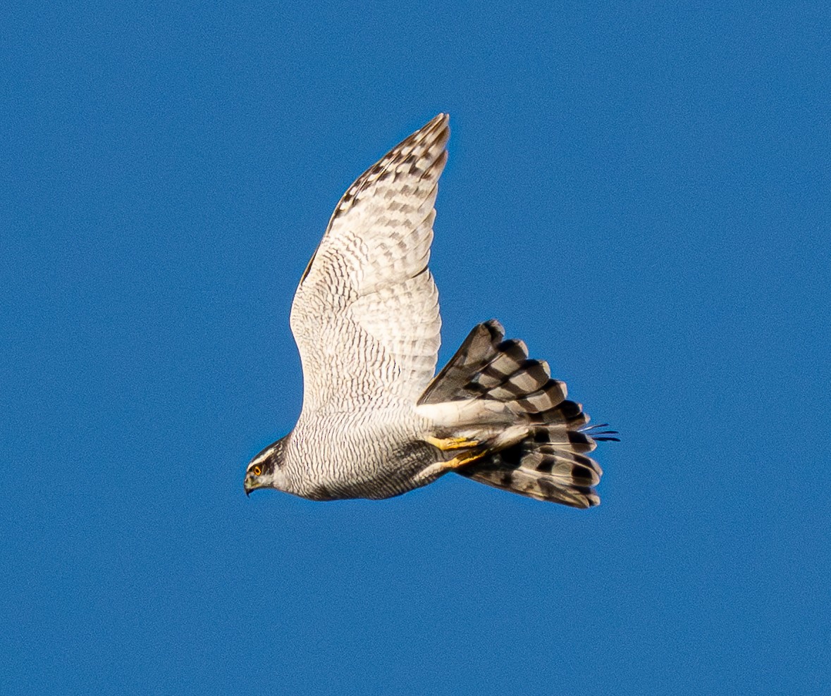 オオタカ - ML646184286