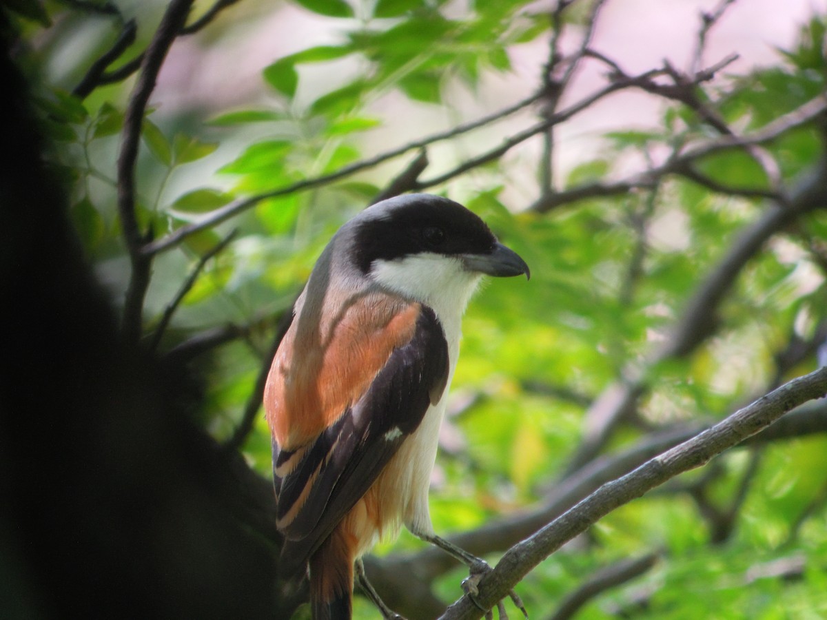 Long-tailed Shrike - ML646184290