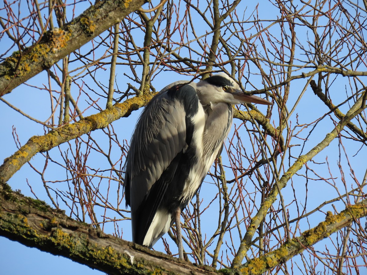 Gray Heron - ML646184292