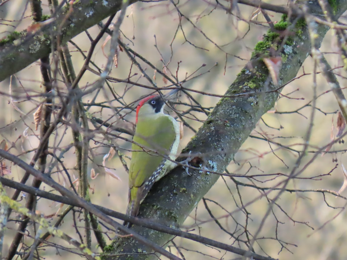 Eurasian Green Woodpecker - ML646184305