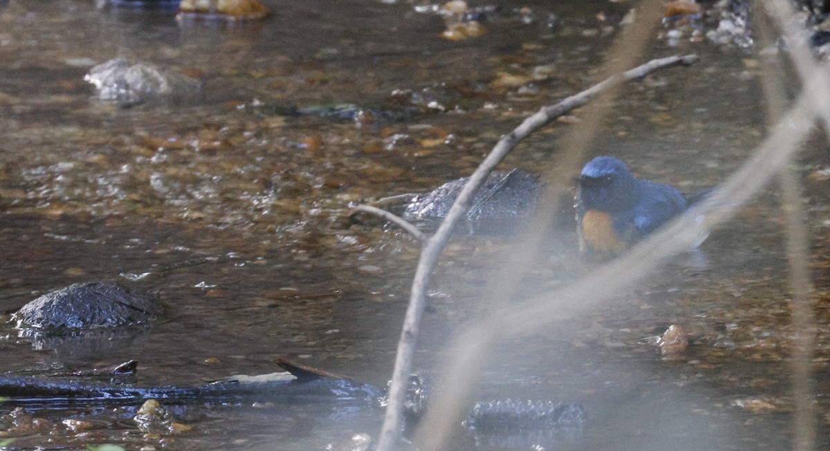 Blue-throated Flycatcher - ML646184311