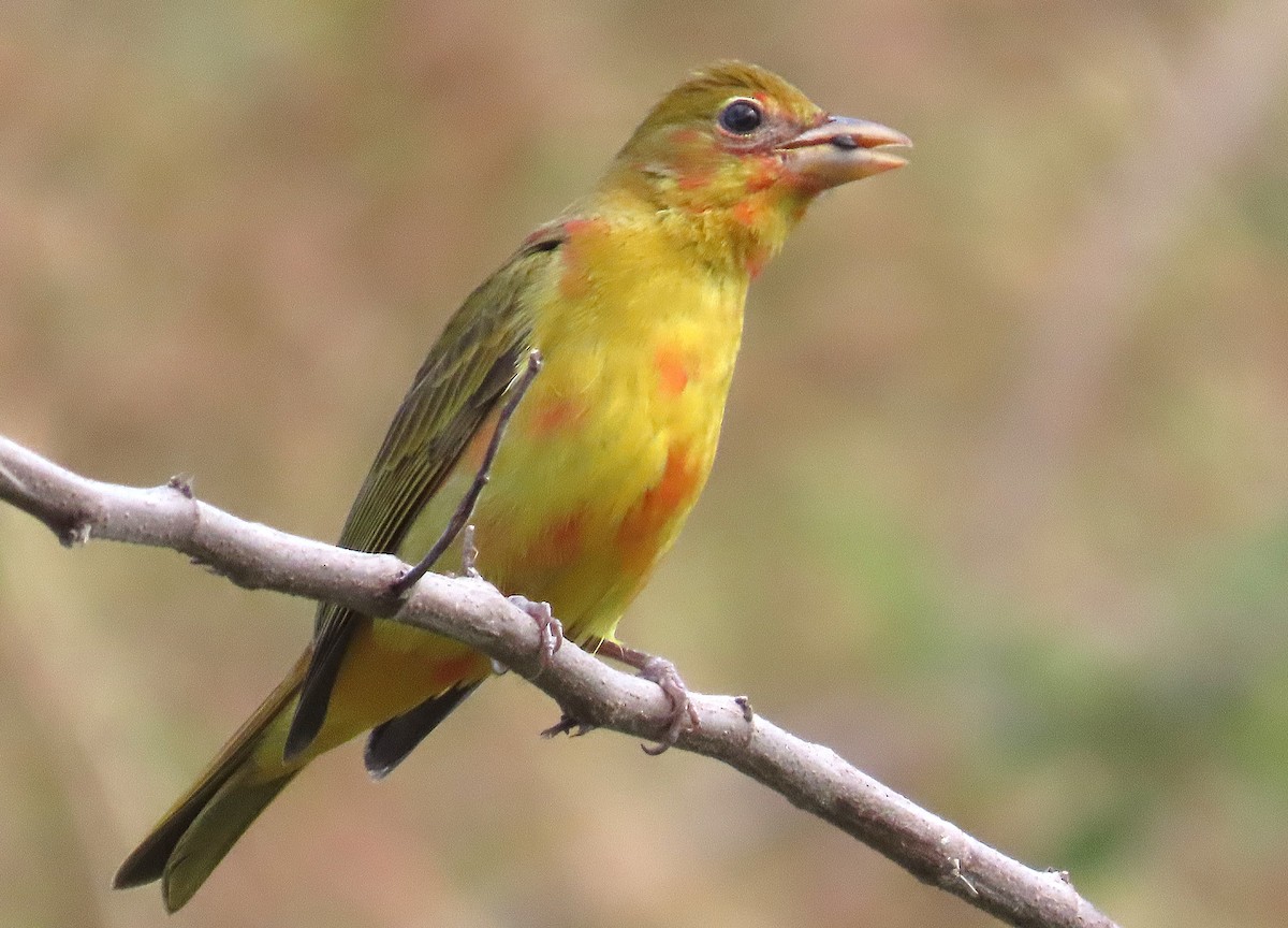 Summer Tanager - ML646184313