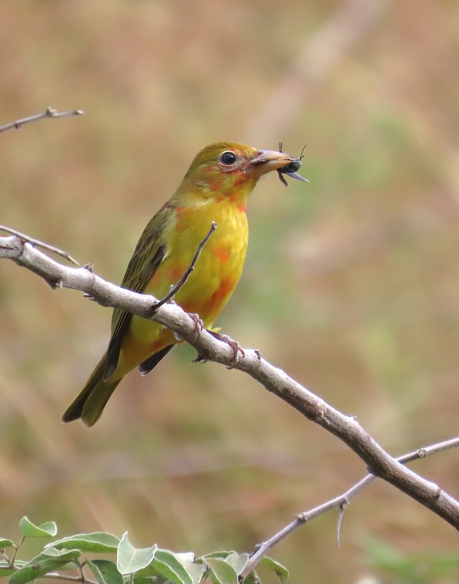 Summer Tanager - ML646184314