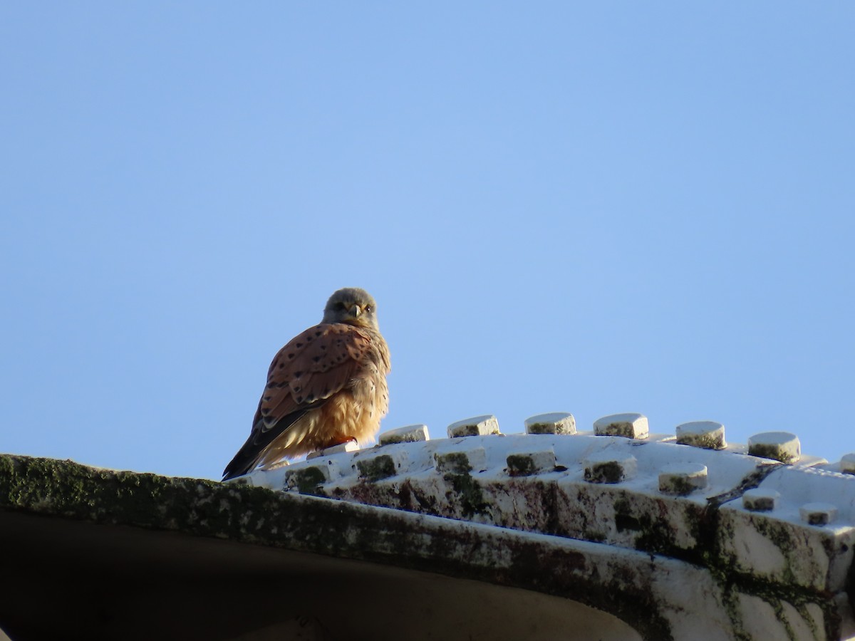 Eurasian Kestrel - ML646184315