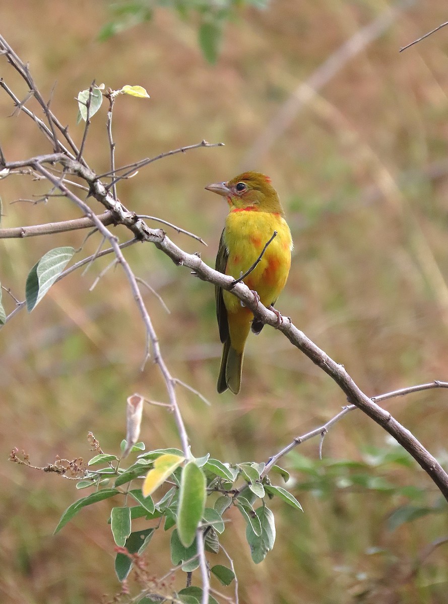 Summer Tanager - ML646184316