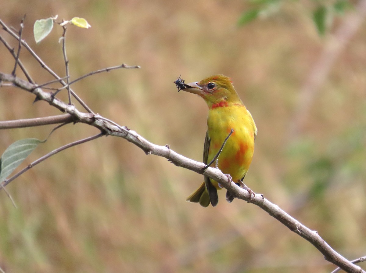 Summer Tanager - ML646184317