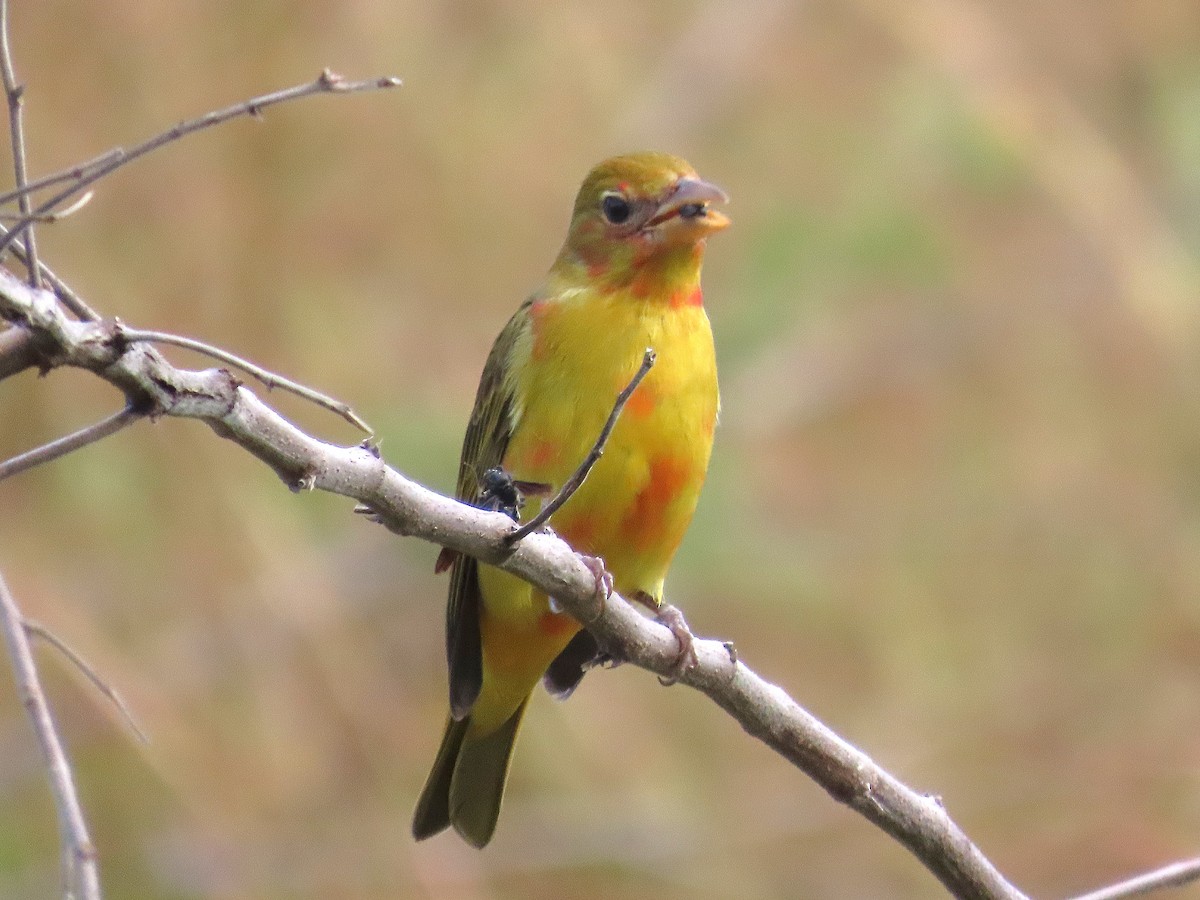 Summer Tanager - ML646184318