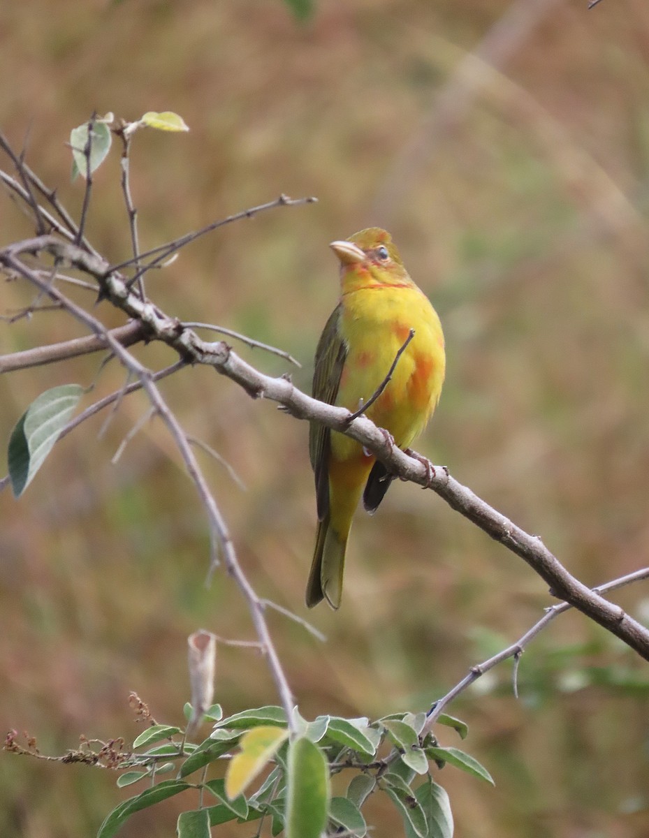 Summer Tanager - ML646184319