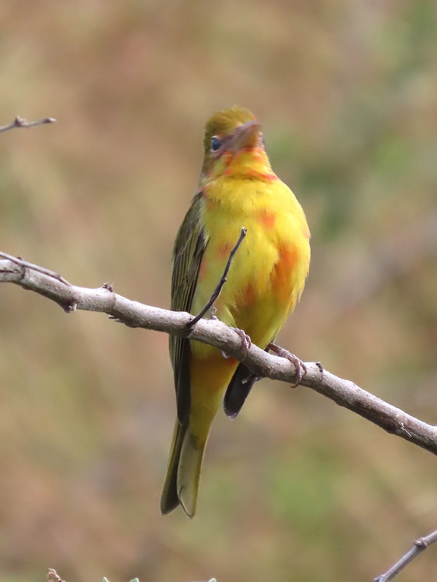 Summer Tanager - ML646184320