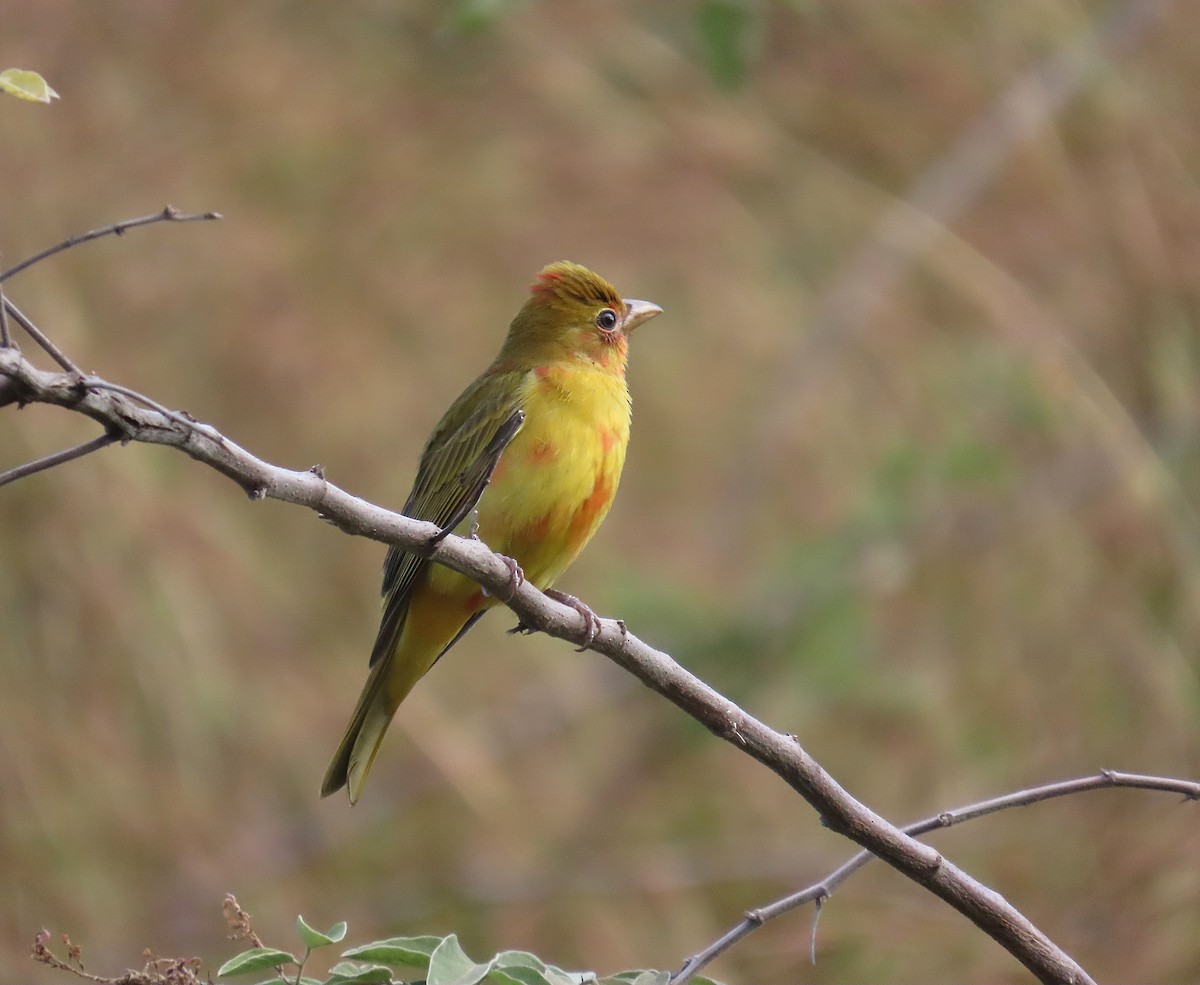 Summer Tanager - ML646184321