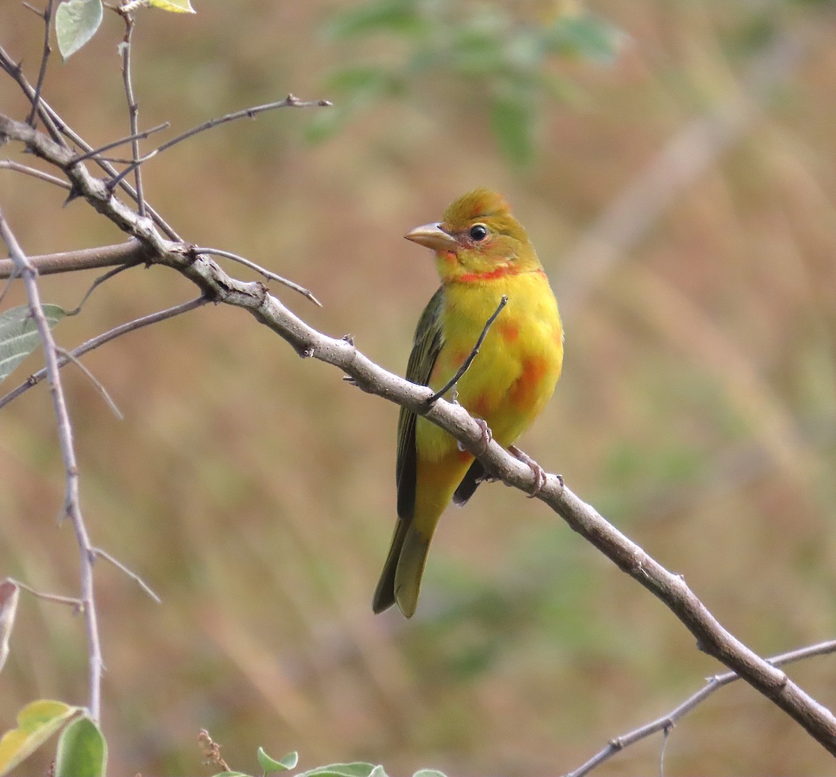 Summer Tanager - ML646184322