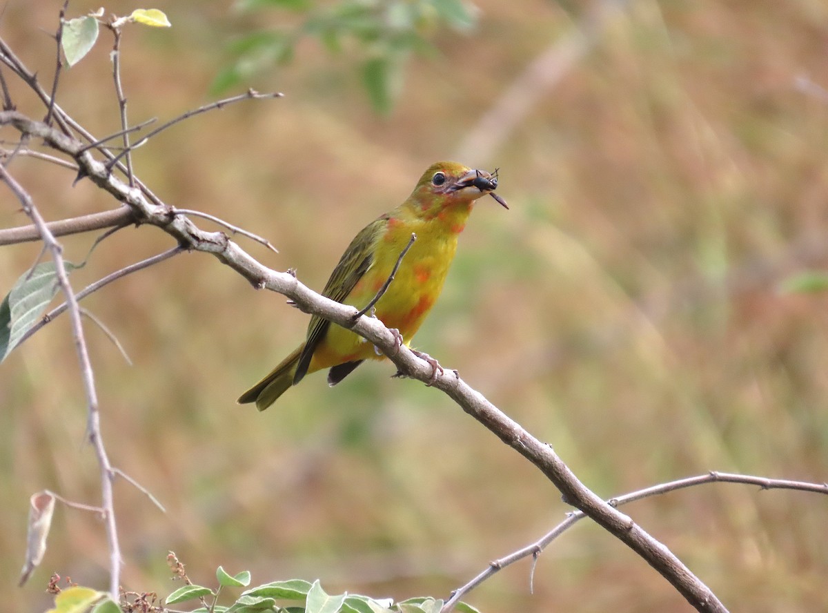 Summer Tanager - ML646184323