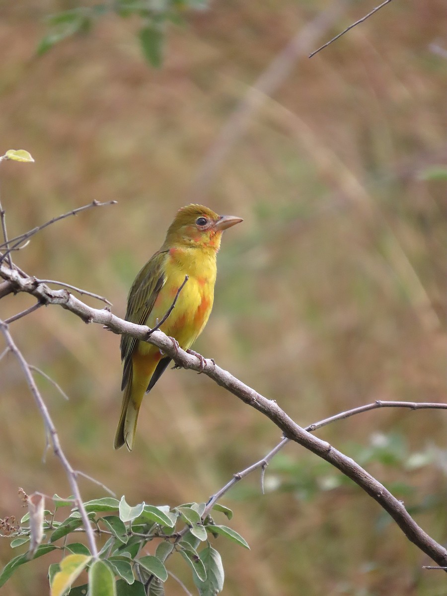 Summer Tanager - ML646184324