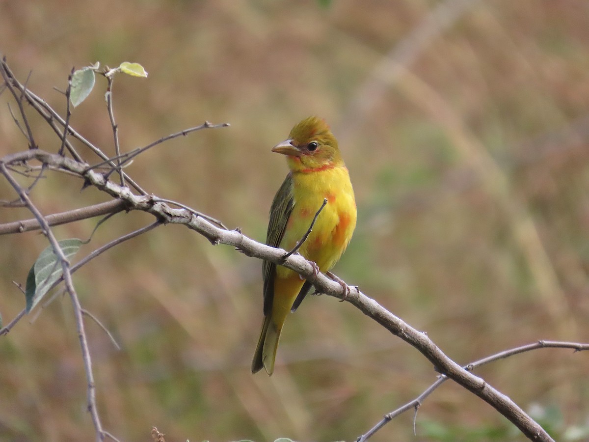 Summer Tanager - ML646184325