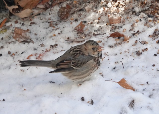 Harris's Sparrow - ML646184328