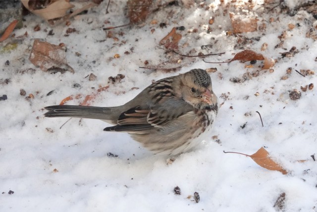 Harris's Sparrow - ML646184329
