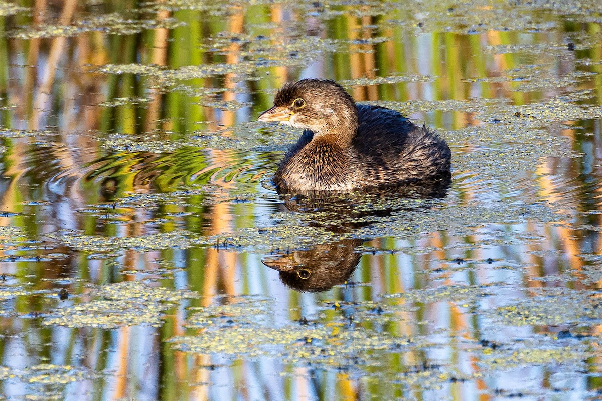 Pied-billed Grebe - ML646184331