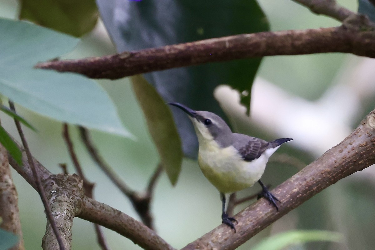 Loten's Sunbird - ML646184332