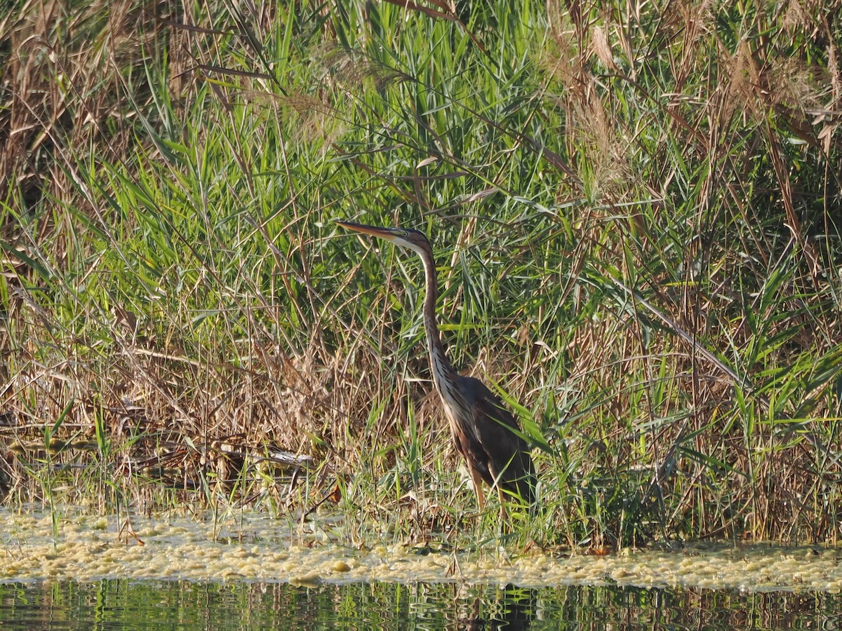 Purple Heron - ML646184333