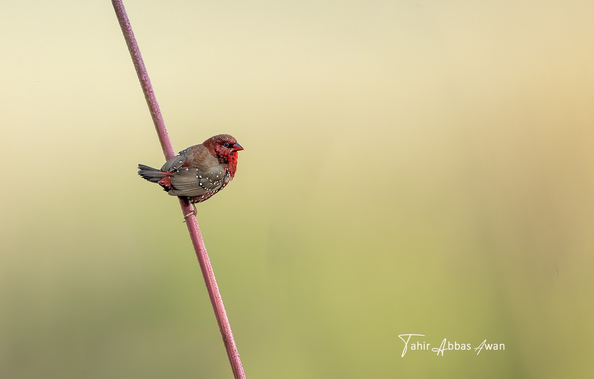 Red Avadavat - ML646184334