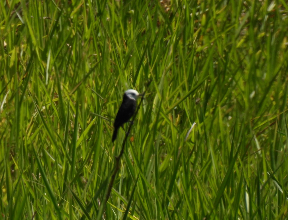 White-headed Marsh Tyrant - ML646184335