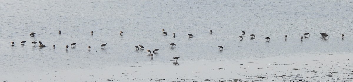 Long-billed Dowitcher - ML646184337
