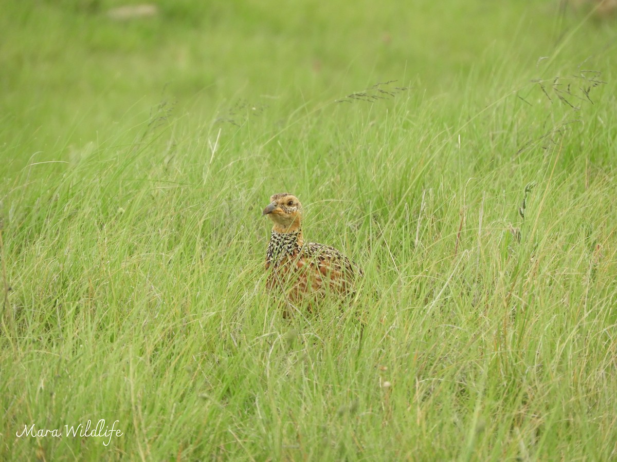 Red-winged Francolin - ML646184338