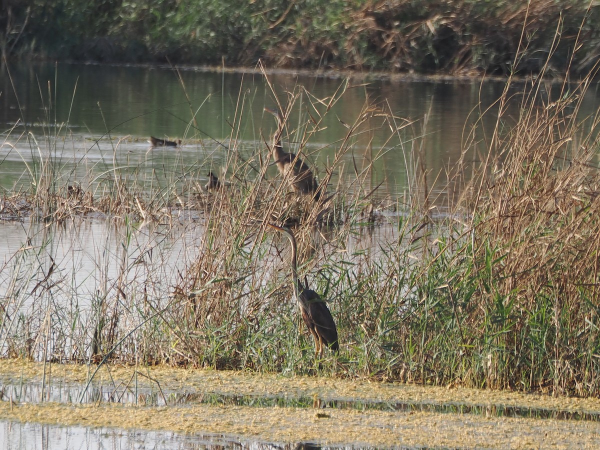 Purple Heron - ML646184339