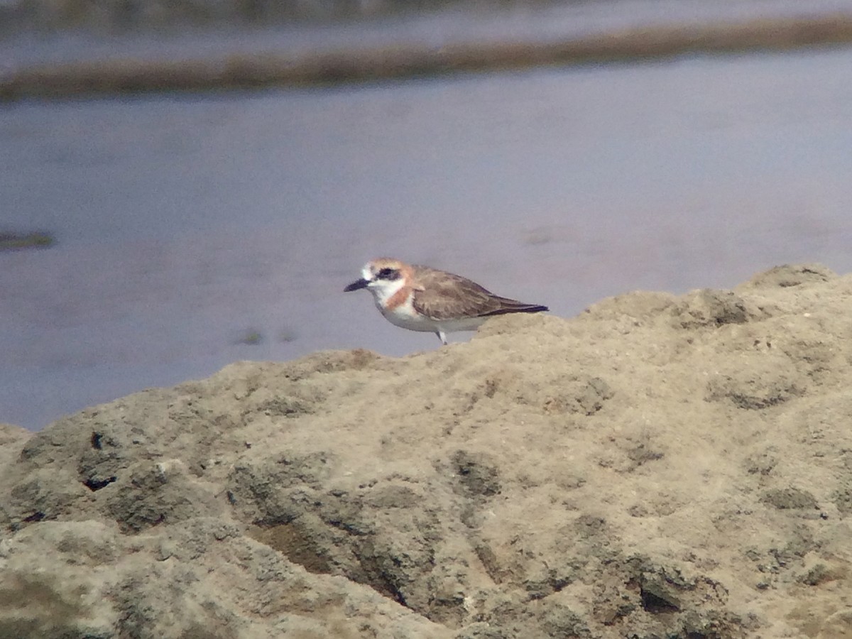 Greater Sand-Plover - ML646184340