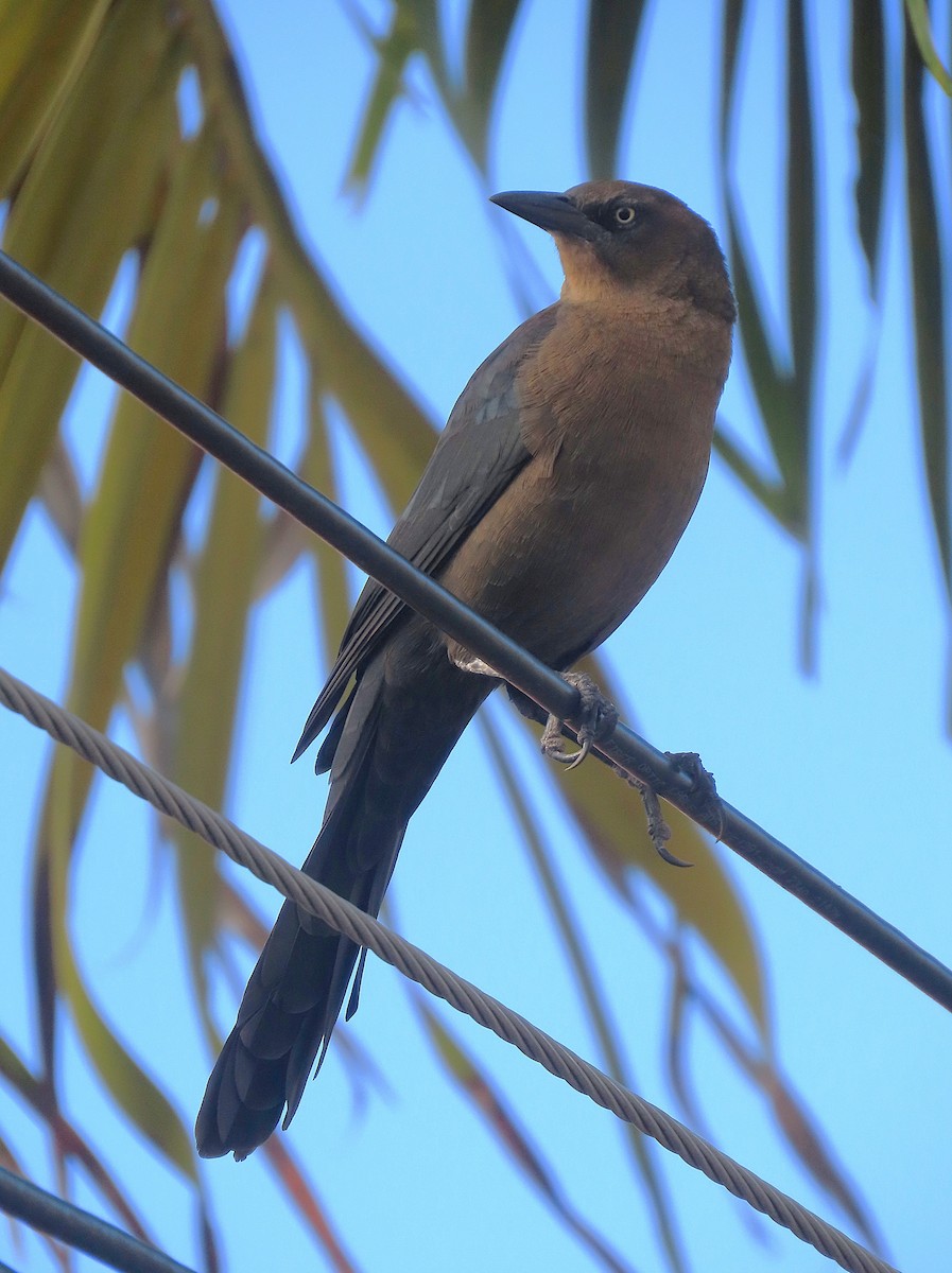 Great-tailed Grackle - ML646184341