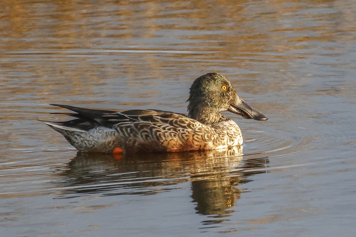 Northern Shoveler - ML646184350