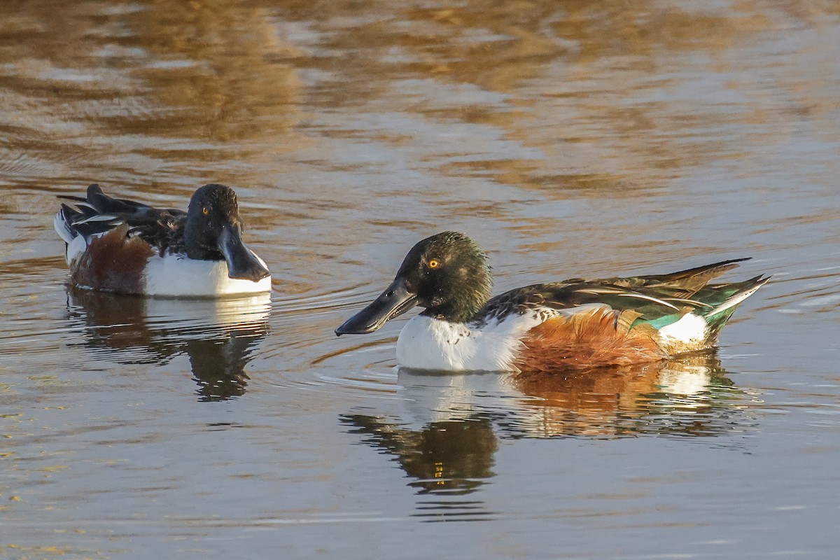 Northern Shoveler - ML646184351