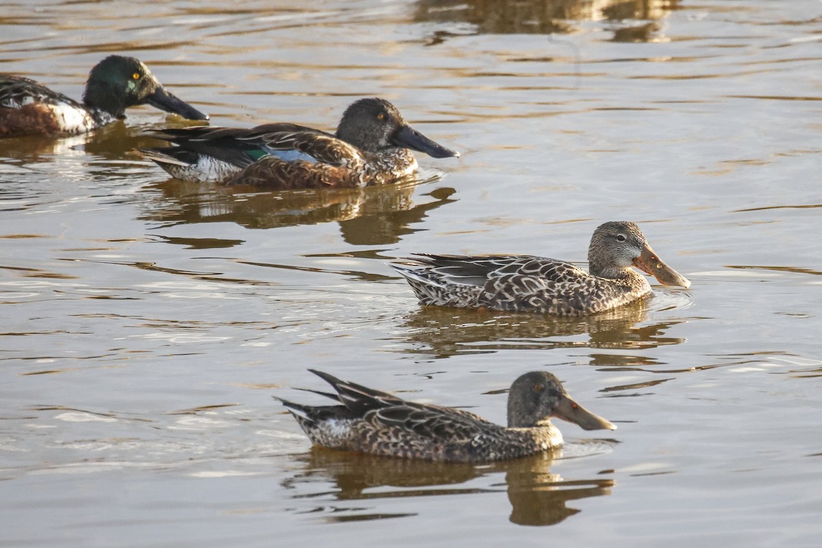 Northern Shoveler - ML646184352