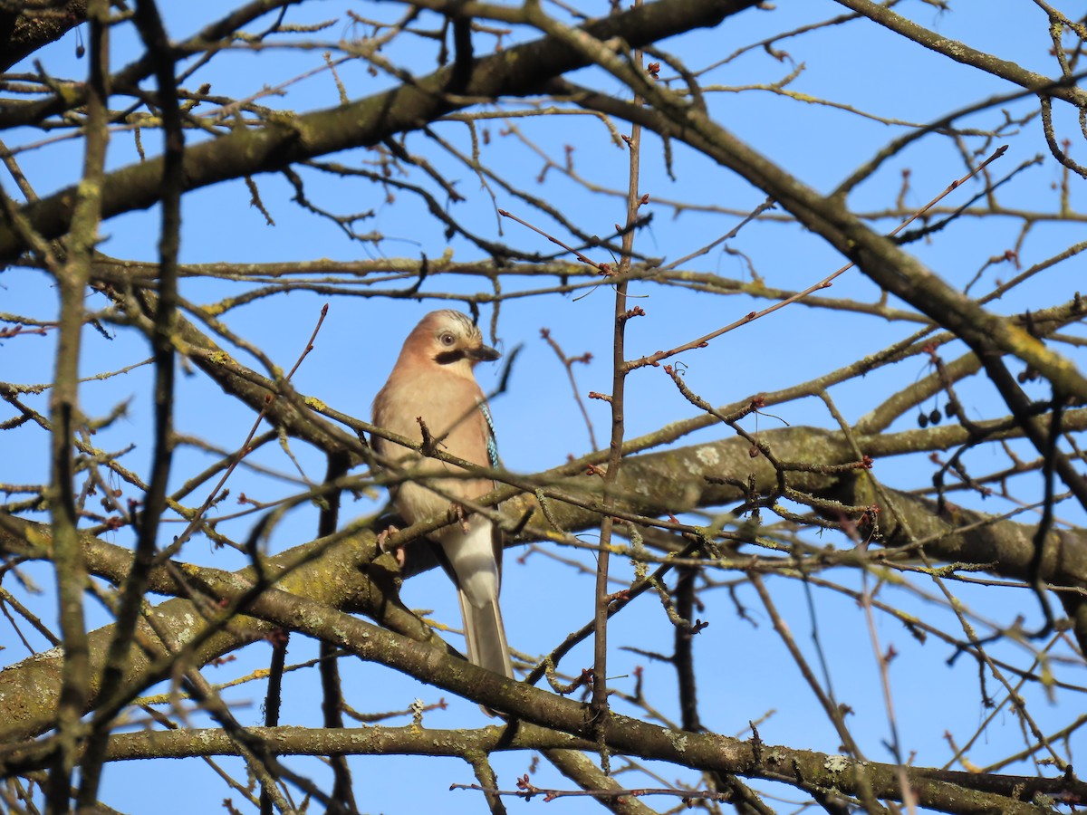 Eurasian Jay - ML646184353