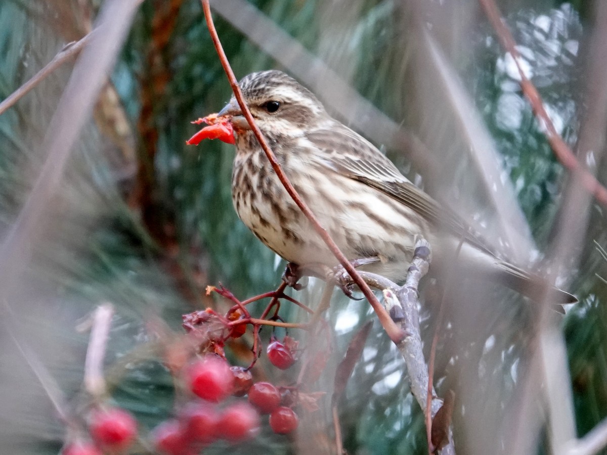 Purple Finch - ML646184357